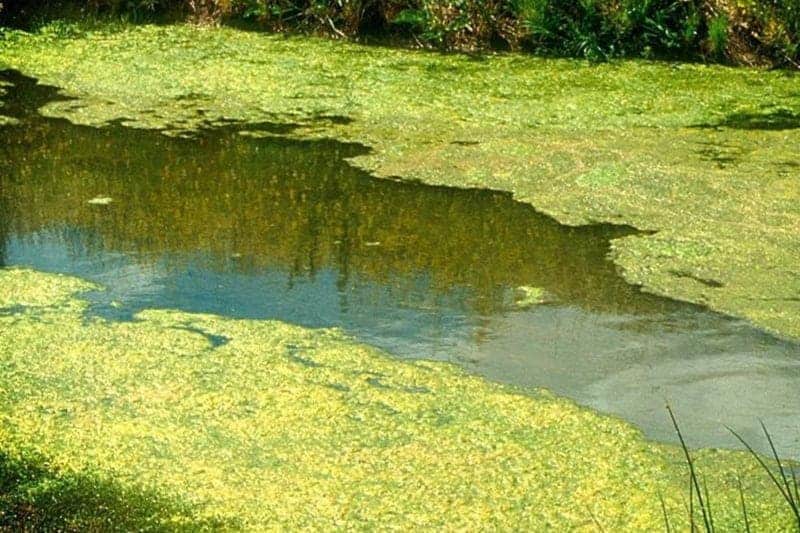 green pond algae removal services