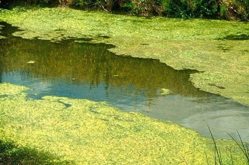 pond algae identification