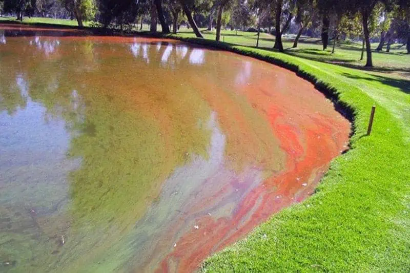 red pond algae management | Lake Management Inc.
