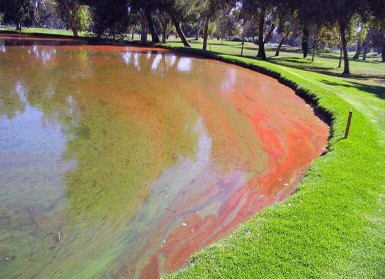 Should You Use Copper Sulfate OR Chelated Copper For Your Pond Care? Lake Management Inc