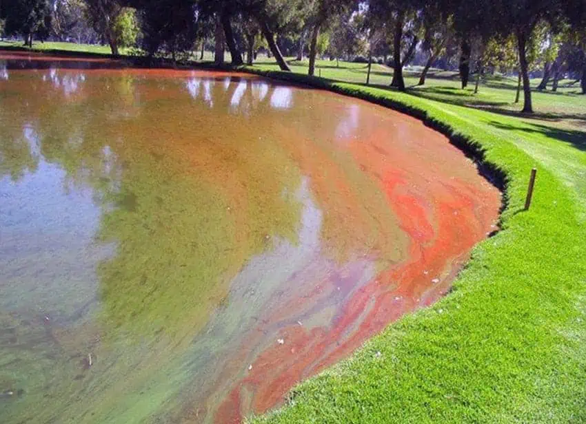 Harmful Algae Bloom management services | Lake Management Inc.