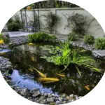 A pond with koi fish on the contact page.