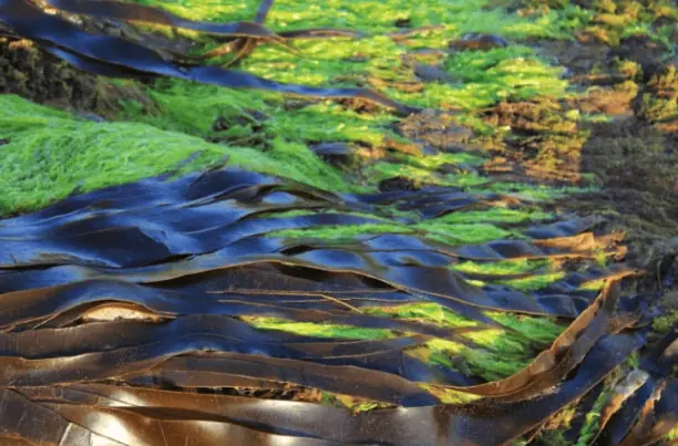 Seaweed growing on a shore.