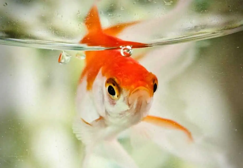 Small Feeder Fish OC 1024x709 1 | Lake Management Inc.