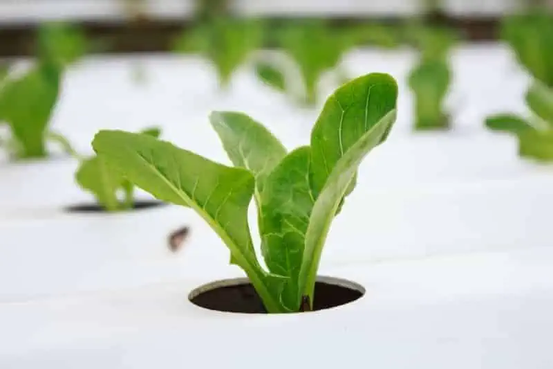 aquaponic services orange county | Lake Management Inc.