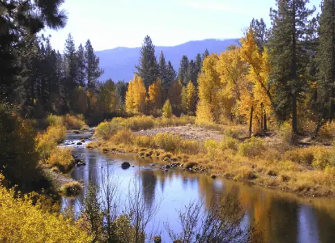 Yearly lake surrounded by trees and yellow leaves.