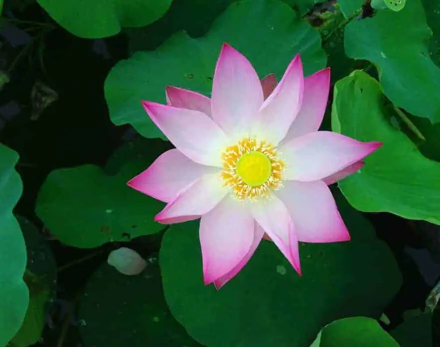 A pink lotus flower imbedded in an organic pond.