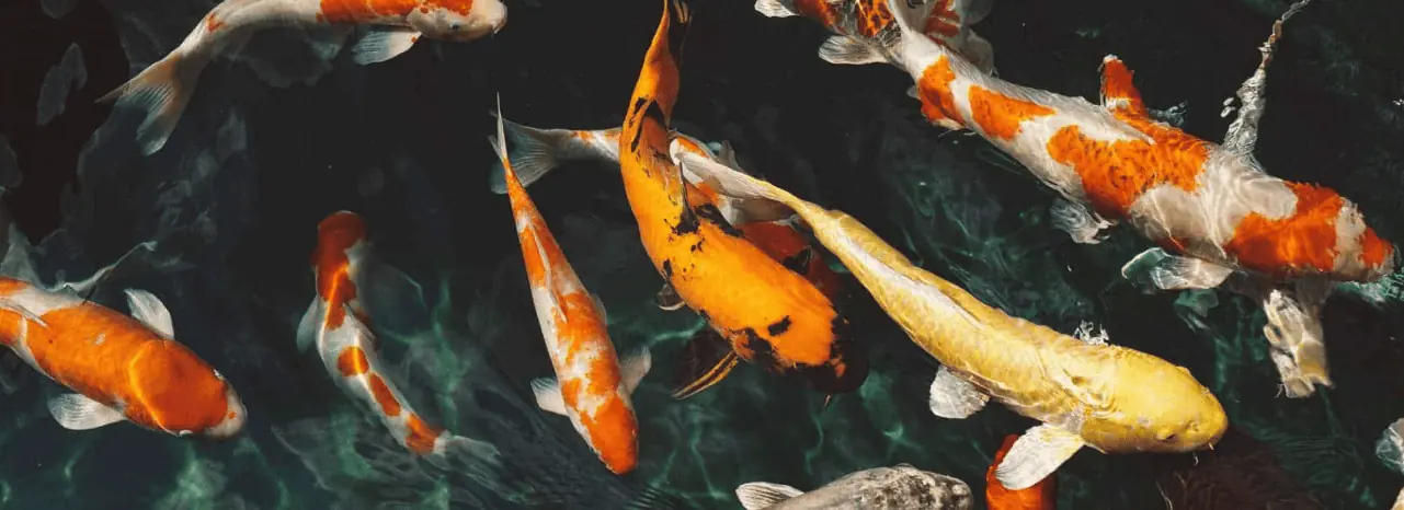 A group of koi fish swimming in an Asian-themed pond.