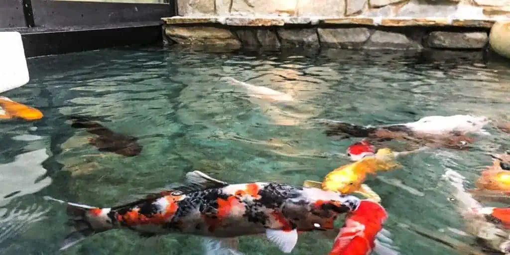 Laguna Pond & Waterfall Construction: Koi fish swimming.