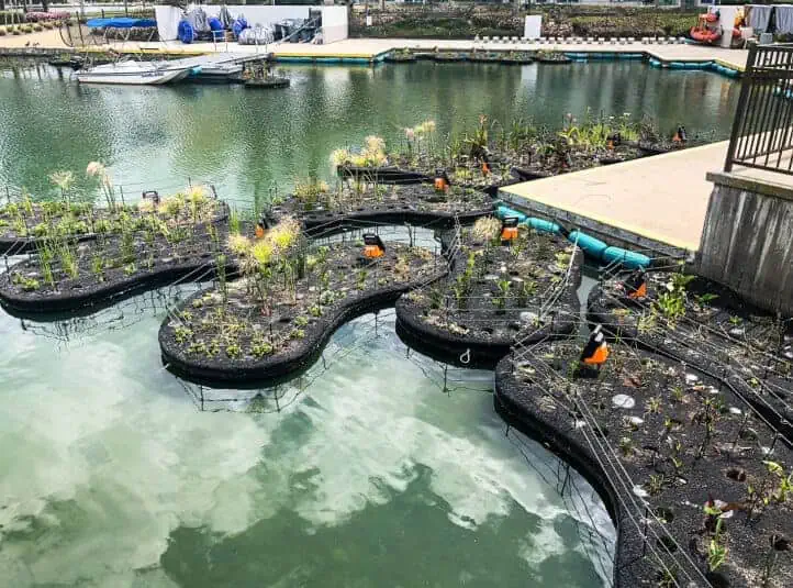 natural filtration for lakes and ponds 1 | Lake Management Inc.
