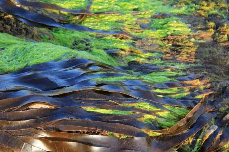 A close up of seaweed on a rock.