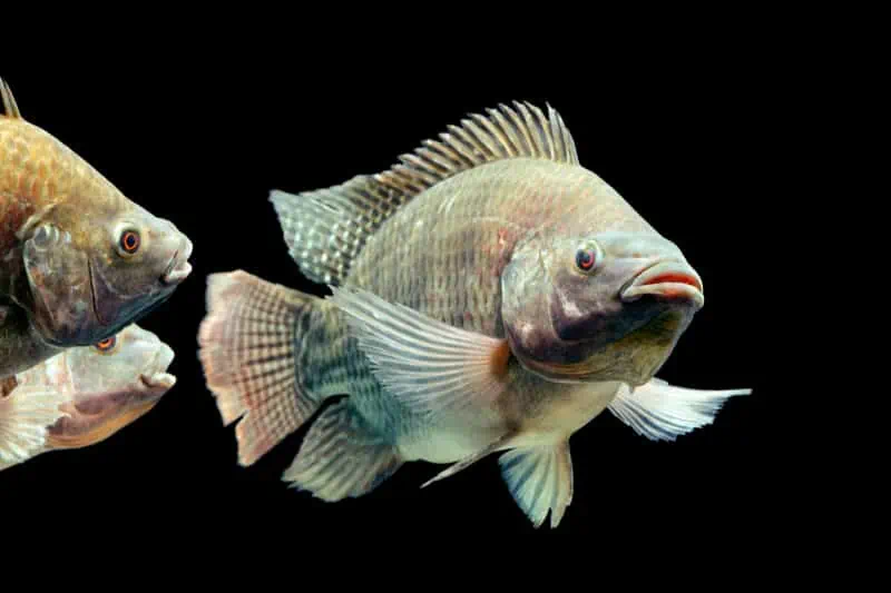 using tilapia waste to fertilize hemp plants | Lake Management Inc.