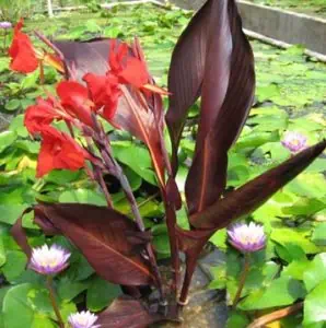 water canna pond plant supply orange county 298x300 1 | Lake Management Inc.