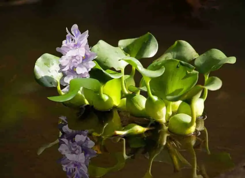 water hyacinth control and removal services | Lake Management Inc.