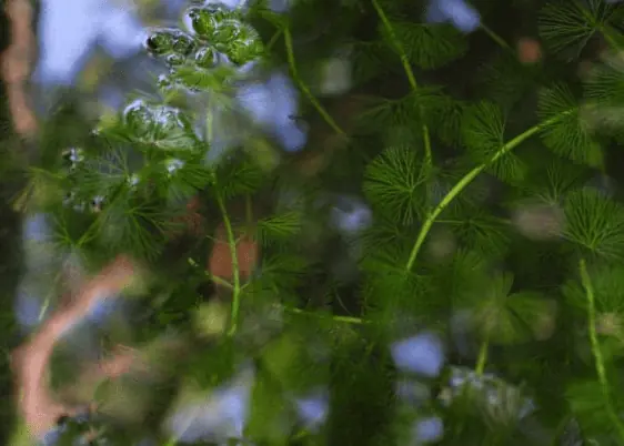 A reflection of a tree in a glass of water, emulating the concept of emergence.