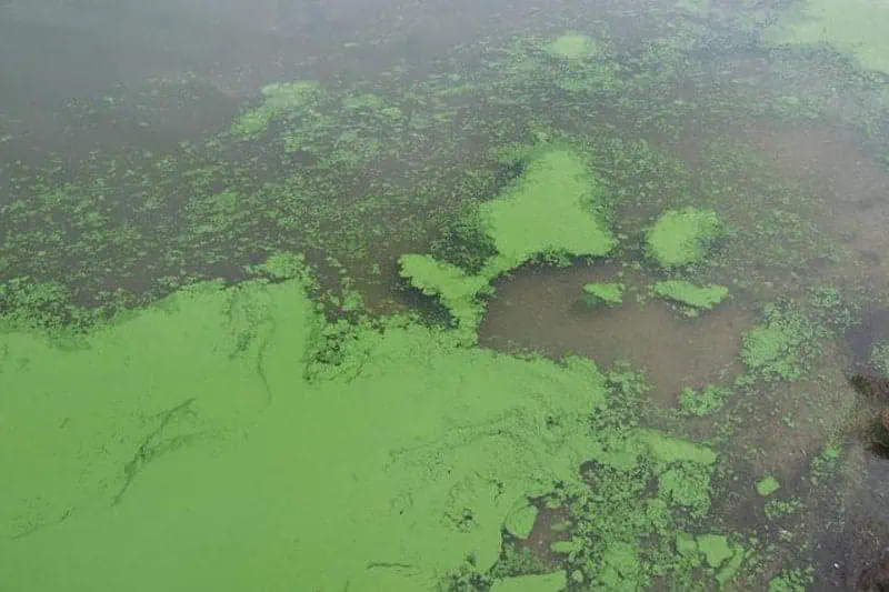 Aerial view of wetland algae.