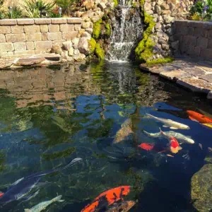 A koi pond with a waterfall and koi fish that requires specialized lake management.