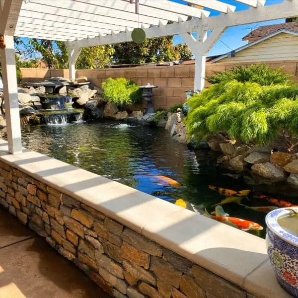 A serene koi pond in a backyard with a pergola, perfect for relaxation and tranquility.