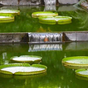 Water lilies in a lake with a waterfall.