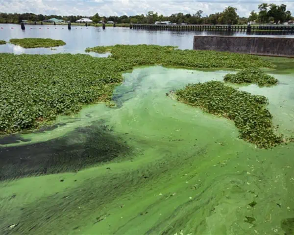 Lakeweed Algae Removal Services California | Lake Management Inc.