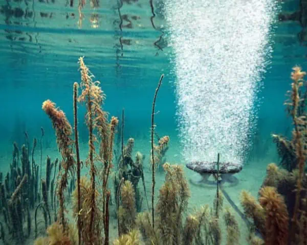 A large amount of seaweed is floating in the water of a lake.