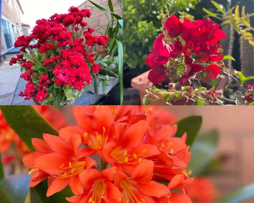 A collage of pictures of red flowers in a pot with a fountain.