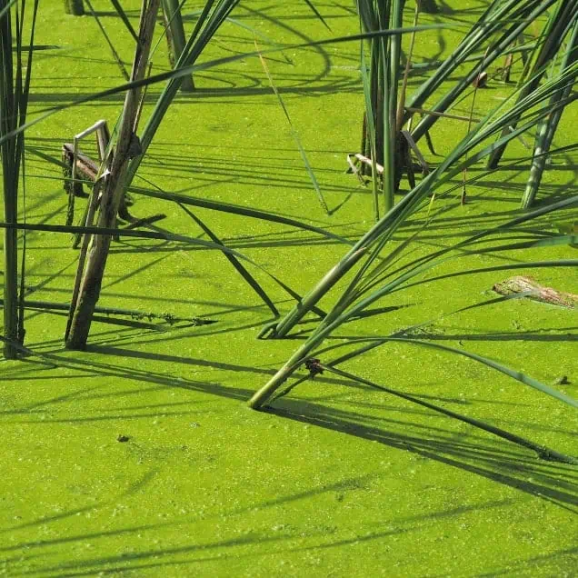 A green swamp with tall grasses and reeds, perfect for Lake Management Services.