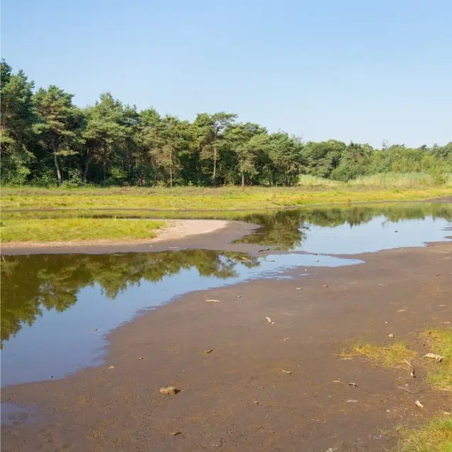 A wooded area with an empty lake.