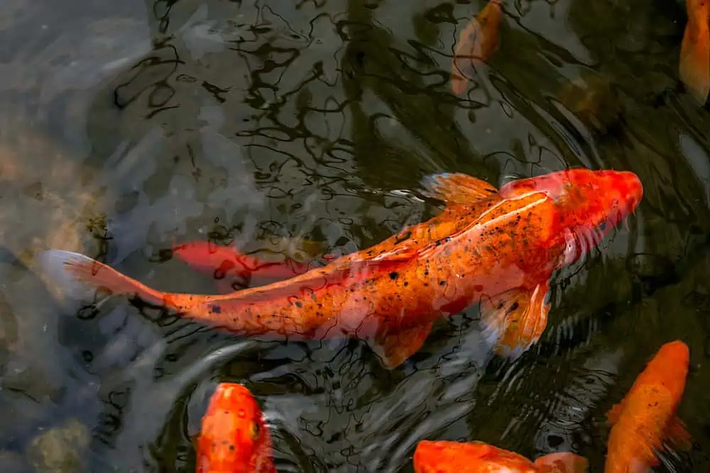 koi pond services