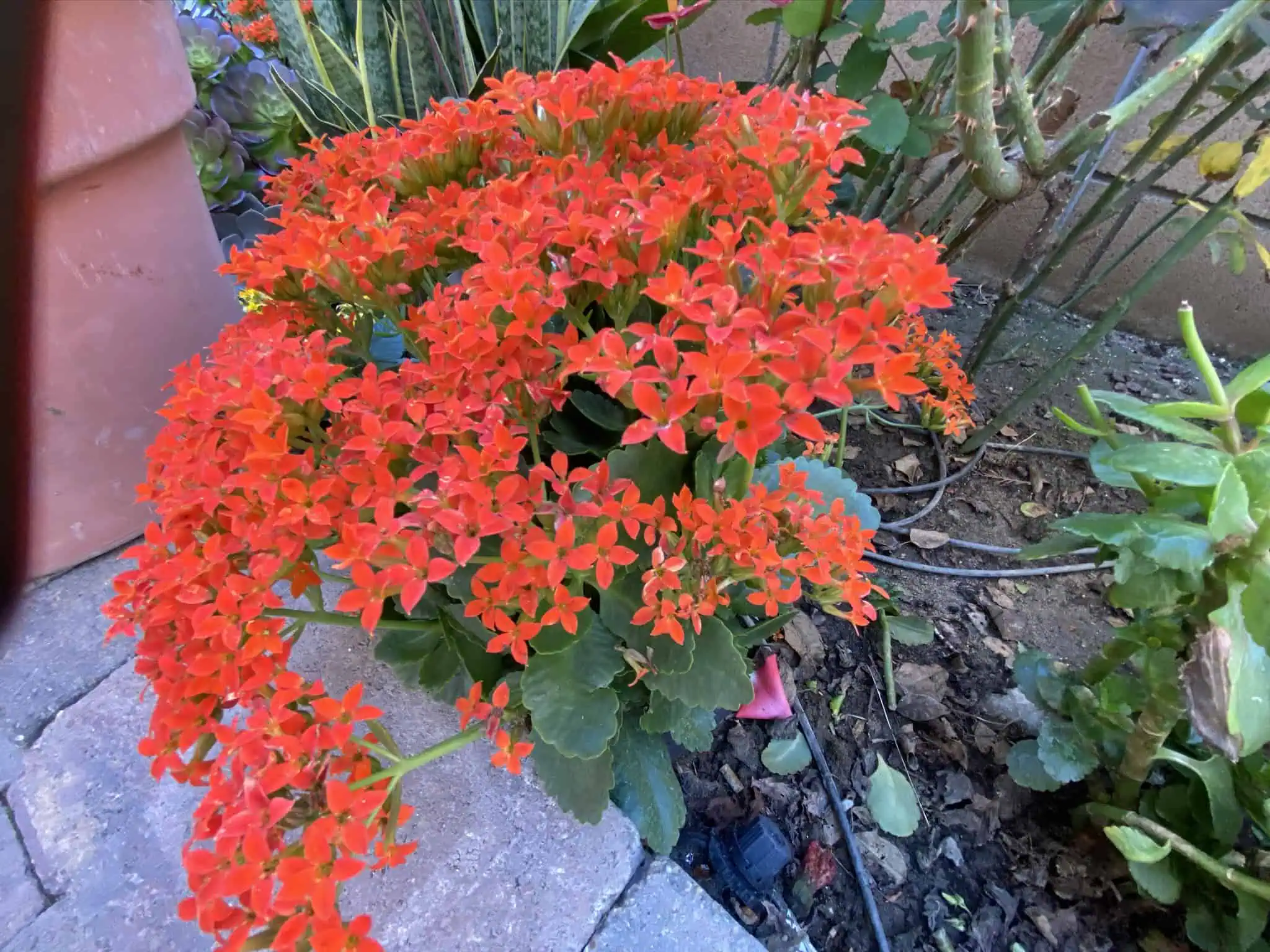 A plant with clusters of vibrant red flowers is flourishing in a garden bed, surrounded by lush green foliage and garden pavers, making it the perfect center piece for your landscaping projects.