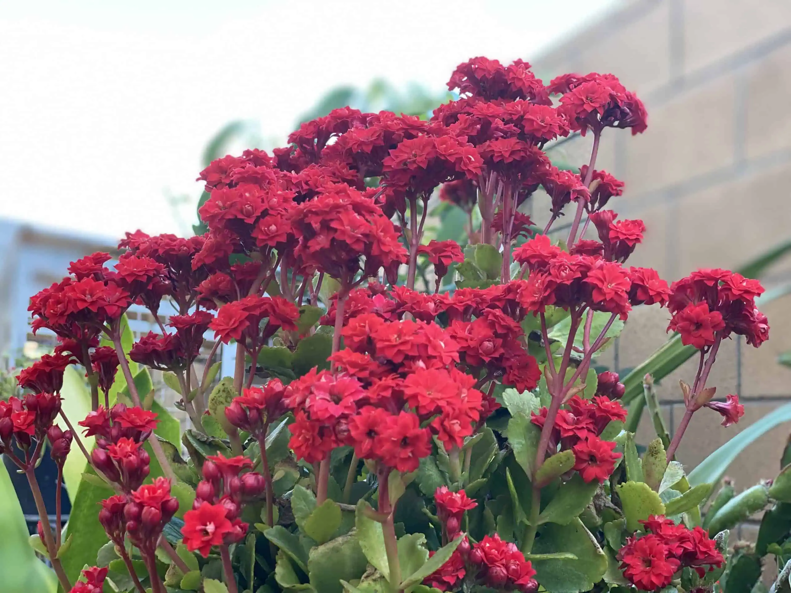 A cluster of bright red flowers with green leaves, set against a blurred background of a brick wall and other plants, resembling the meticulous arrangement seen in well-executed project planning.