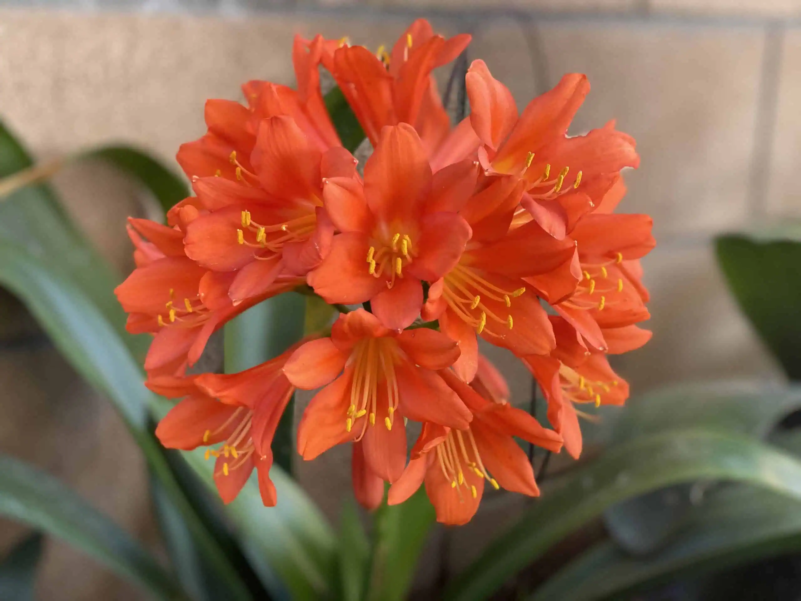 Close-up of a bright orange Clivia miniata flower cluster, with multiple blossoms and yellow-tipped stamens, set against a backdrop of green leaves and a blurred brick wall, symbolizing the beauty of teamwork in nature.
