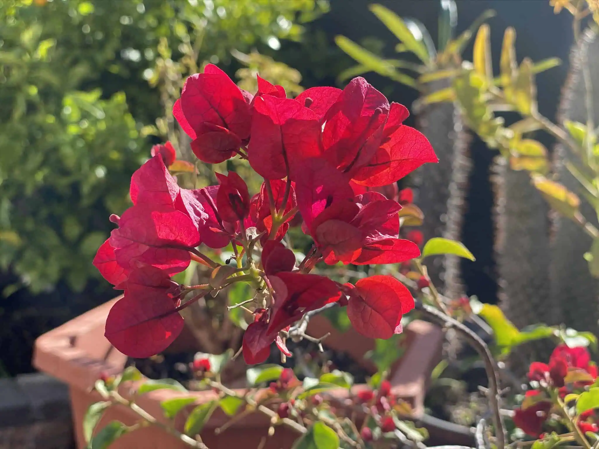 A close-up of vibrant red bougainvillea flowers with green leaves, set against a backdrop of various plants projects a captivating scene. The flowers are illuminated by sunlight.