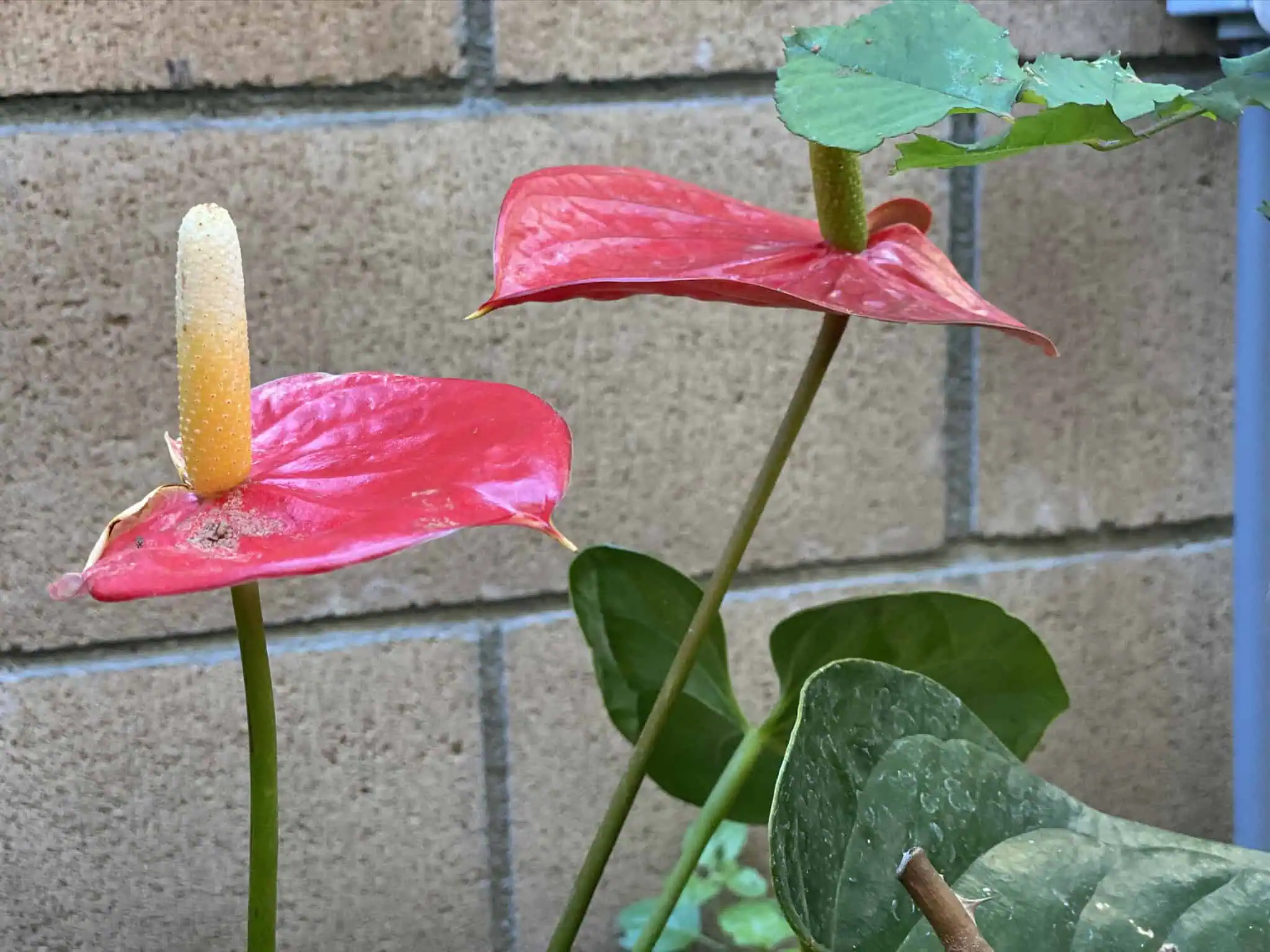 Two red anthurium flowers with yellow spadices project vibrantly against a brick wall backdrop. Green leaves surround the flowers, some showing slight signs of wear.