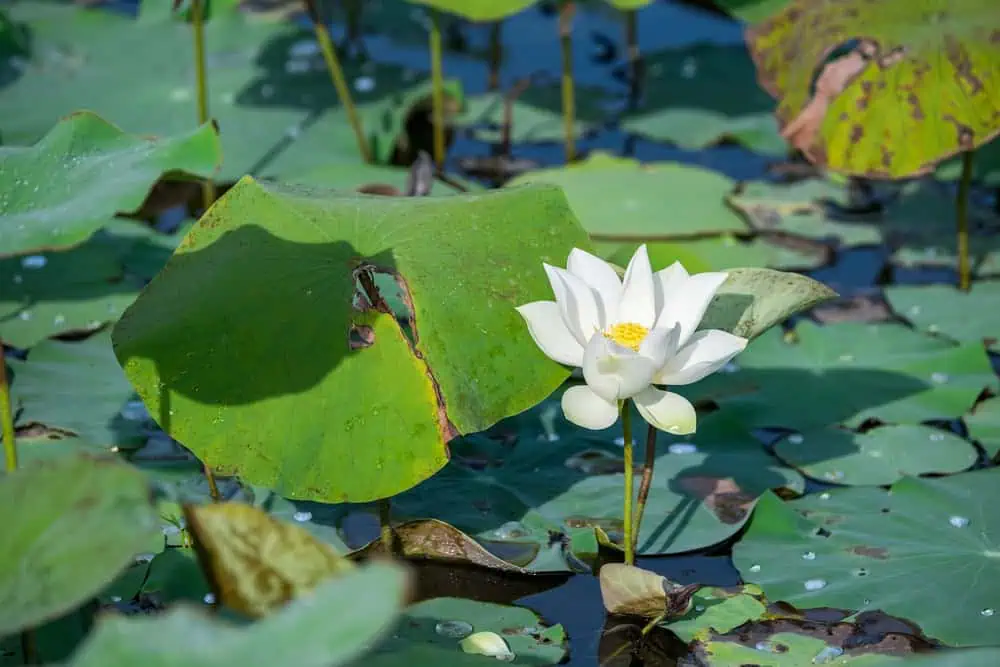 12 Ways To Instantly Improve Your Pond's Water Quality
