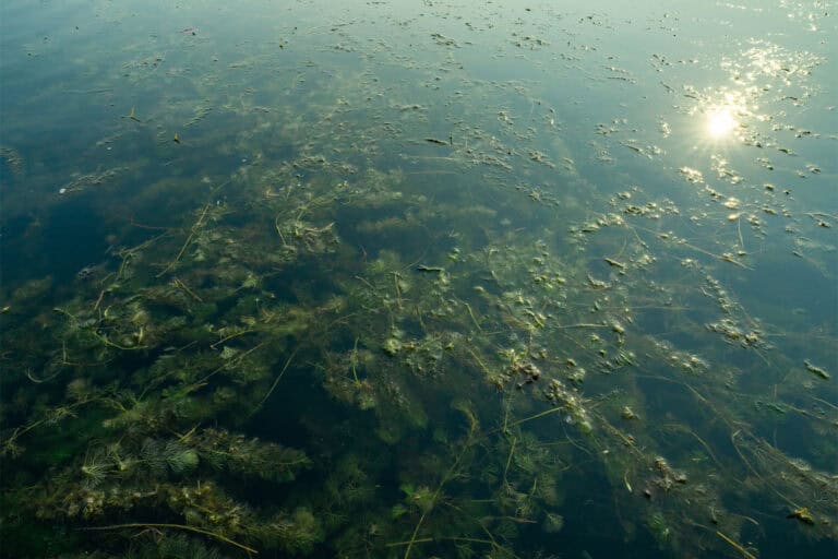 Controlling Algae And Aquatic Vegetation Growth For Drought-Affected Lakes And Ponds