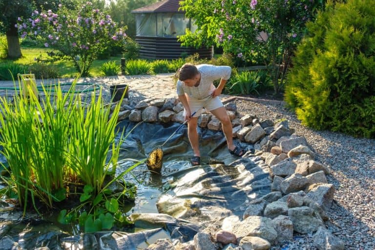A man is cleaning a small backyard pond with a net, standing on rocks surrounded by lush plants and garden landscaping—perfect inspiration for your next Blog Post 2025.