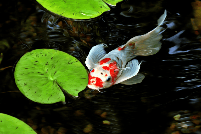 A white and orange koi fish swims near a green lily pad in a pond with rippling water.