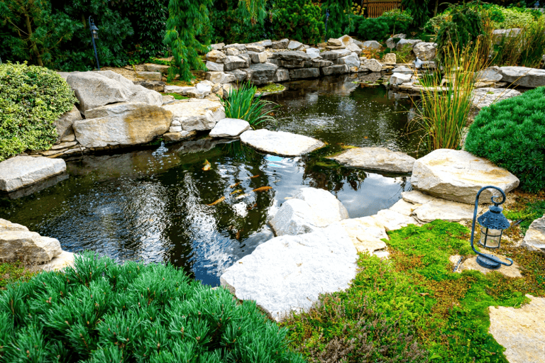 A landscaped California garden pond with large rocks, lush greenery, and three orange fish swimming in the water—perfect for those interested in DIY algae control.