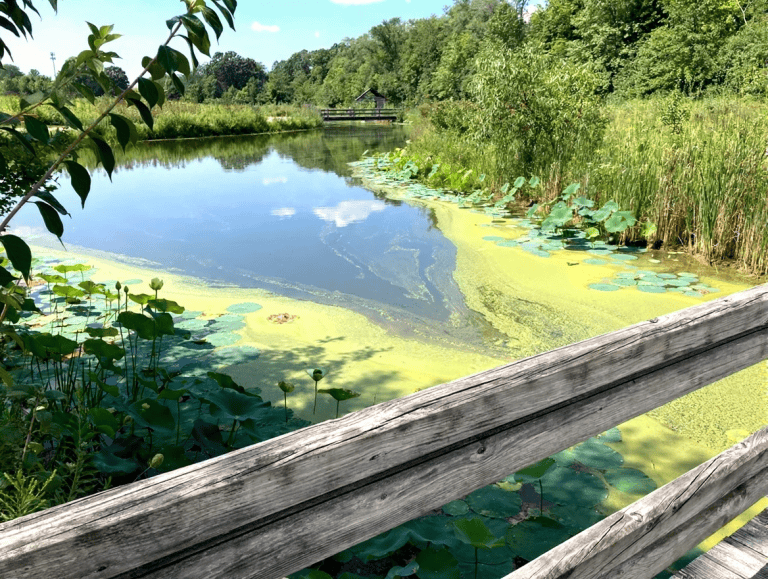 Wooden fence in foreground overlooking a California pond with green algae, lily pads, and dense trees along the shoreline on a sunny day—perfect for trying some DIY algae control techniques.