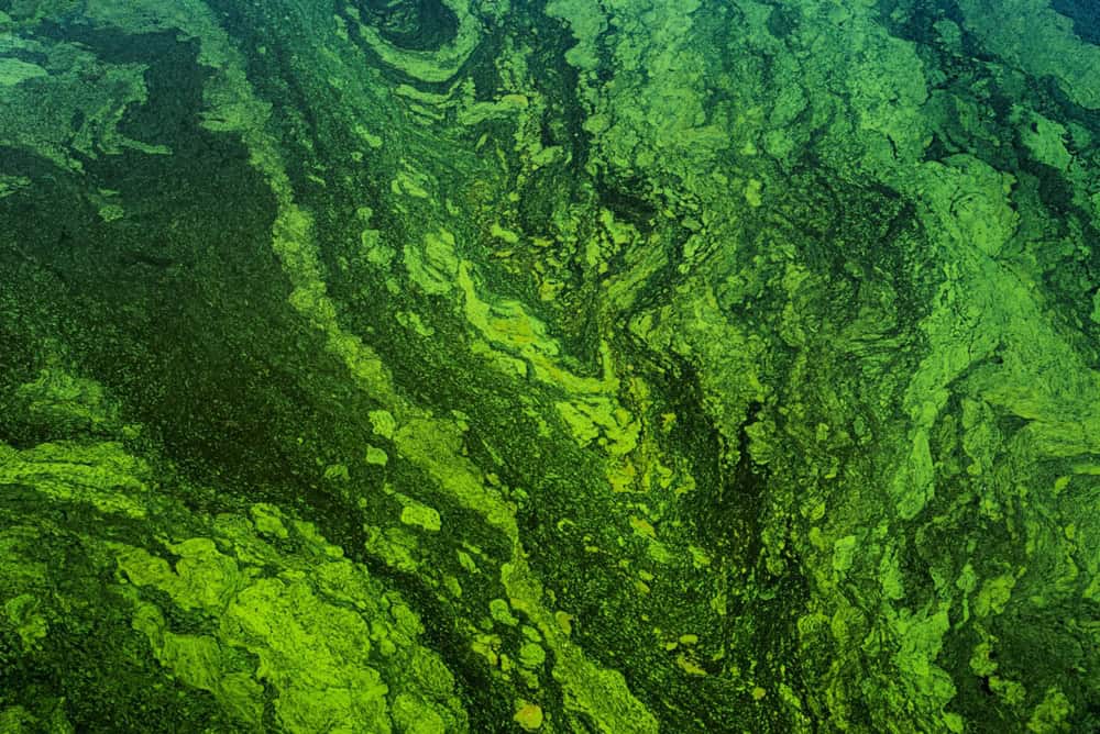 Aerial view of dense green pond algae blooms covering the surface of water in California, creating swirling, textured patterns in various shades of green.