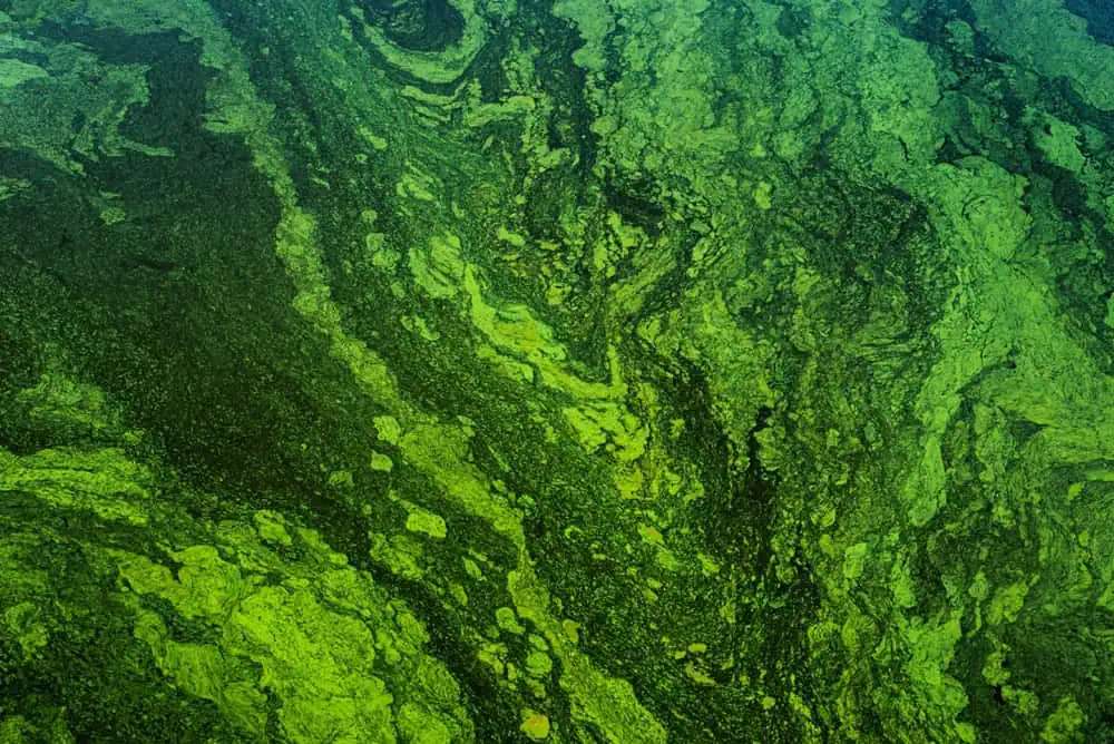 Aerial view of dense green pond algae blooms covering the surface of water in California, creating swirling, textured patterns in various shades of green.