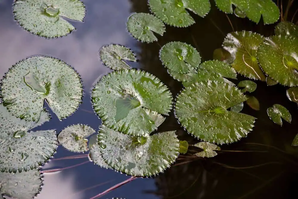 Green water lily leaves with jagged edges and water droplets float on the dark pond, reflecting the sky—while proper pond maintenance helps prevent that unpleasant rotten egg smell.