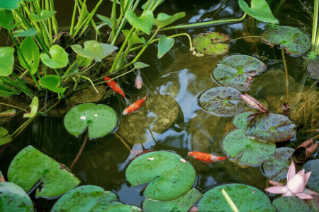 Several orange and white fish swim among green lily pads and aquatic plants in a clear pond, showcasing the beauty possible after proper koi pond installation.