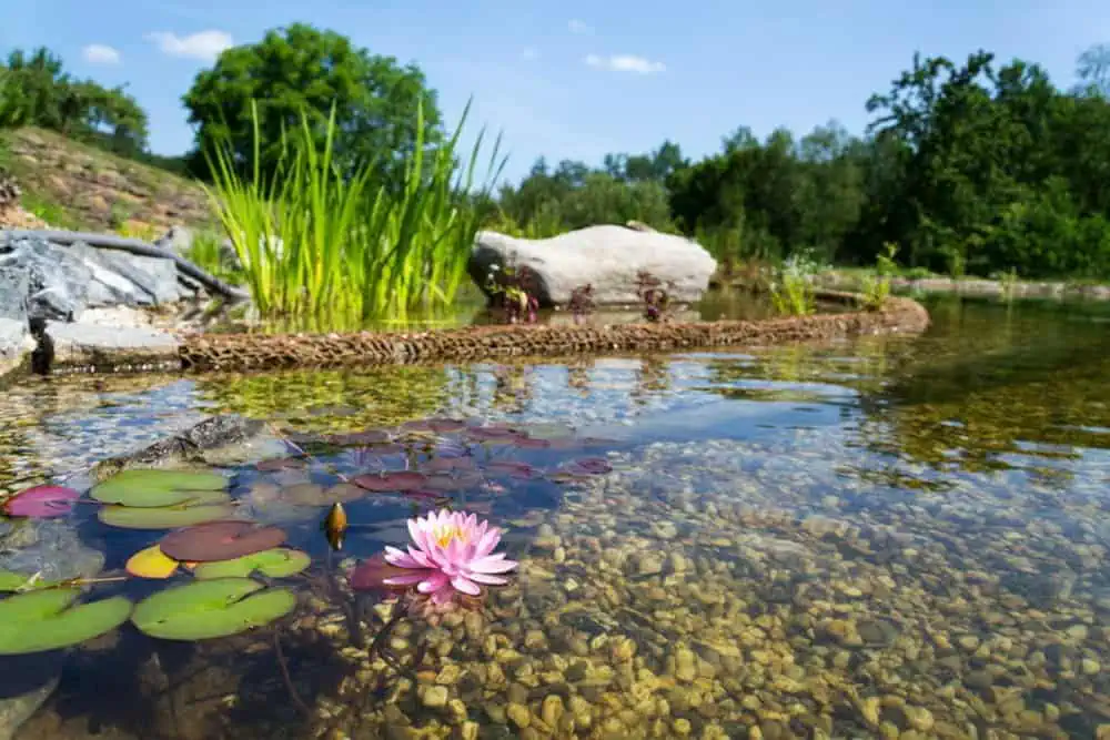 A shallow pond with clear water, visible pebbles, floating lily pads, a blooming pink water lily, and green plants along the shore—showcasing the results of expert HOA pond maintenance in Orange County—surrounded by trees and blue sky.